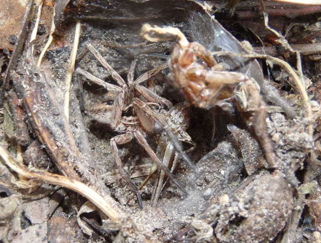 Maschio di Hogna radiata